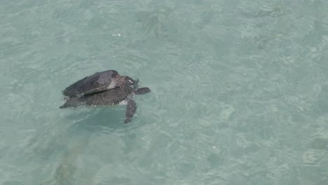 Meeresschildkröten-Kopulieren-Und-Atmen-In-Blauem-Transparentem-Wasser-Pazifischer-Ozean,-Exmouth-Westaustralien-Draufsicht-Luftaufnahme