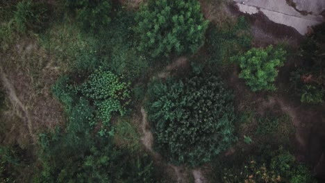 Slow-motion-drone-shot-over-some-trees-in-the-Urban-Delta-of-Vacaresti-in-Bucharest,-Romania