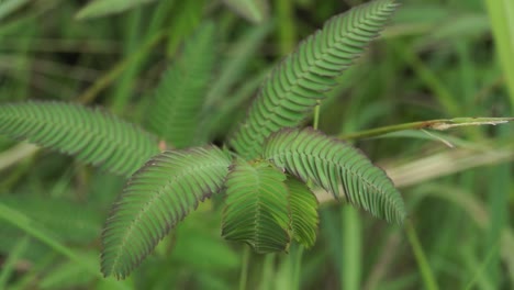 a-green-plant-with-a-windblown-texture-surface