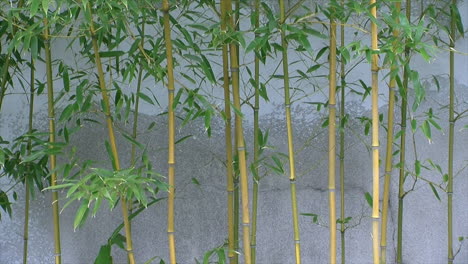 A-stand-of-slender-bamboo-plants-grows-in-front-of-a-plaster-wall