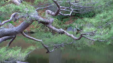 Branches-of-pine-tree-trimmed-in-the-Japanese-niwaki-style