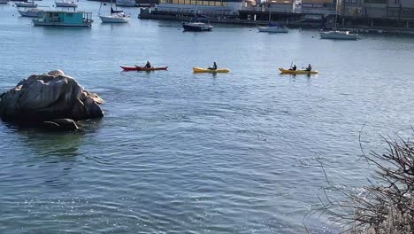 People-canoeing-in-Monterey-Wharf,-seal-swimming-in-water-on-a-clear-day,-California