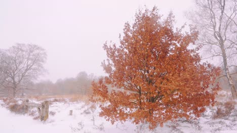 Windy-and-snowy-conditions-in-Veluwe-National-Park,-Netherlands,-wide-shot