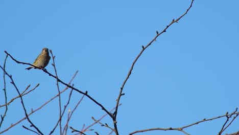 Europäischer-Grünfinkvogel,-Der-Auf-Einem-Zweig-Gegen-Einen-Vollkommen-Blauen-Himmel-Hockt