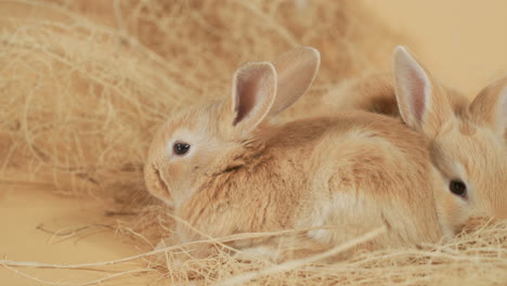 Cute-foxy-Baby-Rabbit-lying-very-cozy-in-the-straw-nest-among-litter---High-angle-close-up-shot