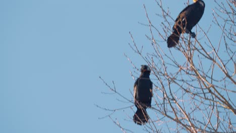 great-cormorants-standing-on-tall-tree-branches-against-blue-sky