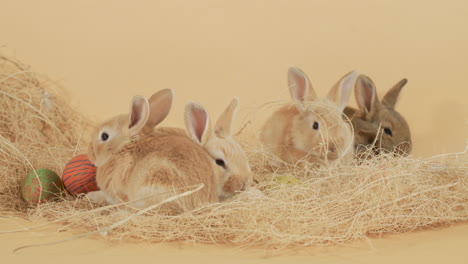 Osterszene-Mit-Kaninchen-Inmitten-Von-Ostereiern-Und-Heu---Mittlere-Aufnahme-Auf-Augenhöhe
