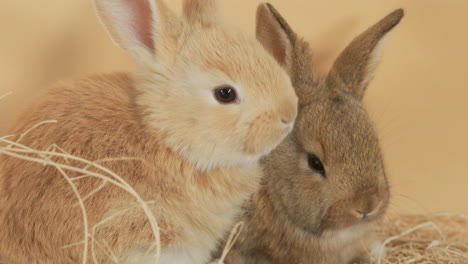 Portrait-of-two-Baby-Bunnies-snuggled-together-wiggling-their-noses---Close-up-high-angle-portrait-shot