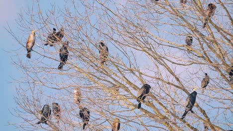 Colony-of-great-cormorant-on-a-leafless-tree,-Veluwe,-Netherlands,-zoom-out