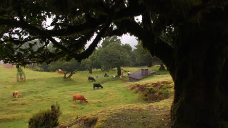 Slow-forward-shot-showing-rural-pasture-with-grazing-cows-and-group-of-people-doing-yoga-in-background