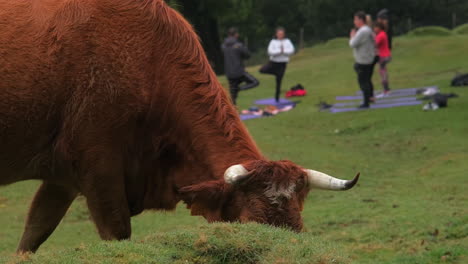 Close-up-shot-of-brown-cattle-with-horns-eating-grass-from-meadow-and-group-of-people-doing-yoga-exercise-in-background