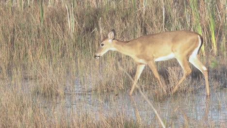 majestic-white-tailed-deer-walking-along-water-and-sawgrass-reeds-in-slow-motion
