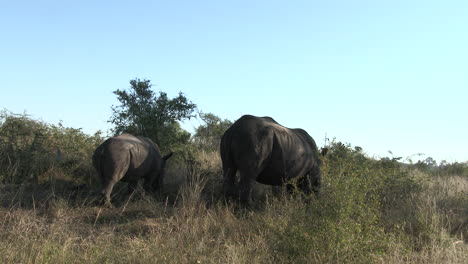 White-Rhinoceros--female-with-her-calf-grazing