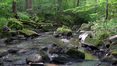 A-stream-in-the-beauty-of-the-lush-green-forest-in-the-summer