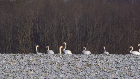 Mute-swans-on-field-in-Poland-in-winter