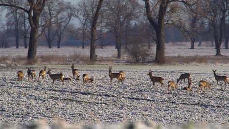 A-herd-of-roe-deers-resting-on-a-field-and-completely-ignoring-a-person-cycling-by