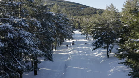 Deep-snow-and-pine-trees-lining-a-pathway-to-green-mountains