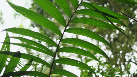 Slow-tilt-up-on-jungle-palm-tree-with-green-leaves