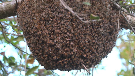 Natürlicher-Honigbienenstock-Auf-Baumast-Mit-Bienenschwärmen
