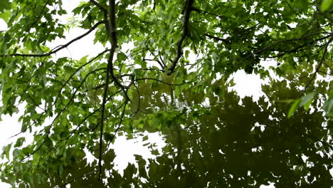 Grünblättrige-Äste,-Die-Sich-An-Einem-See-Ins-Wasser-Spiegeln