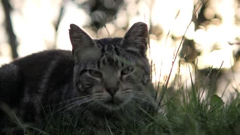 Slow-motion-of-a-cat-chillin-on-the-grass-in-São-Miguel-Island,-Açores-in-Portugal