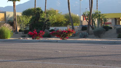 Ornamental-blooming-shrubs-planted-by-street,-La-Quinta,-California