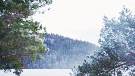 Día-De-Tormenta-De-Nieve-Con-Una-Densa-Montaña-De-Coníferas-En-El-Fondo-Cerca-De-Trondheim-En-Noruega