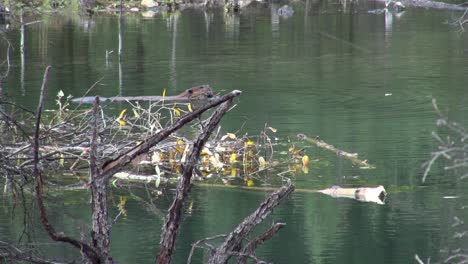 Floating-beaver-eats-green-branches-and-leaves-on-surface-of-pond