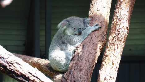 Adorable-Koala-Sleeping-On-A-Gum-Tree-At-Taronga-Zoo-In-Sydney,-New-South-Wales