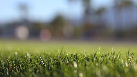 Mowed-lawn-grass-blades-close-up-with-cars-driving-in-background,-shallow-focus