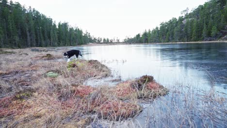 Alaska-Malamute-Hunderasse-Zu-Fuß-Auf-Wald-Am-Flussufer-In-Der-Nähe-Von-Trondheim,-Norwegen