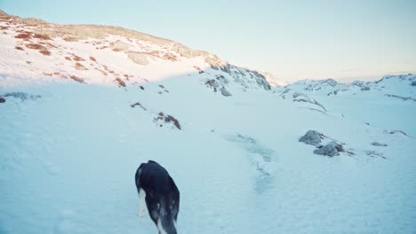 Alaskan-Malamute-Dog-Walking-Auf-Verschneiter-Landschaft-Im-Winter-In-Trondheim,-Norwegen---Schwenk-Nach-Links
