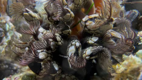 Gooseneck-barnacles-also-known-as-leaf-barnacles-filter-feeding-in-an-intertidal-zone