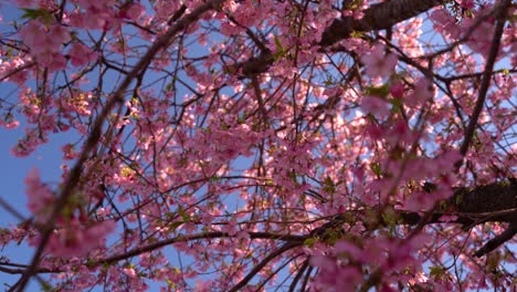 Die-Schönen-Rosa-Kirschblütenblumen,-Die-Gegen-Blauen-Himmel-Kontrastieren