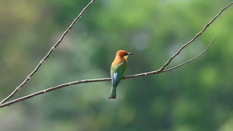 Chestnut-headed-Bee-eater,-Merops-leschenaulti,-seen-from-its-back-perched-on-a-small-branch-during-the-afternoon,-scanning-the-area-for-a-Bee-for-a-potential-snack,-beautiful-forest-green-bokeh