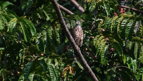 Shikra,-Accipiter-Badius,-Nationalpark-Khao-Yai,-Thailand