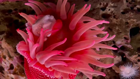 Rote-Erdbeeranemone,-Die-Ihre-Hellen-Und-Farbenfrohen-Tentakel-Unter-Wasser-Bewegt