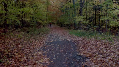 Camera-moving-back-on-a-pedestrian-path-in-the-forest-in-fall
