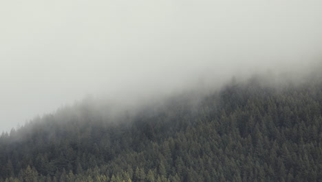 Ein-Frühmorgendlicher-Zeitraffer-Von-Nebel,-Der-über-Einen-Bergrücken-Aus-Nadelbäumen-Rollt,-Während-Die-Sonne-In-Washington-Aufgeht