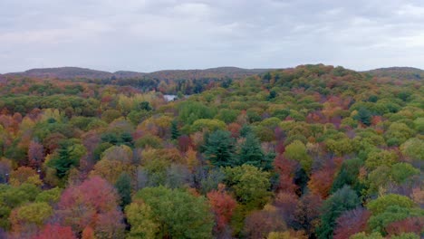 Drone-following-a-colourful-tree-line