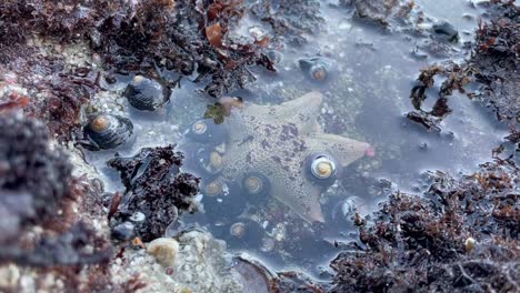A-white-sea-star-surrounded-by-hermit-crabs-in-an-ocean-tidepool-in-Pacific-Grove,-California