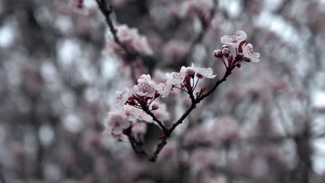 Nahaufnahme-Der-Kirschblüte-Im-Frühling