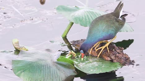 Colorido-Pájaro-Gallinule-Púrpura-Bebiendo-Agua-En-La-Almohadilla-De-Lirio-De-Cerca-En-Cámara-Lenta