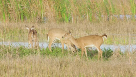 white-tailed-deer-mammal-family-eating-grazing-and-eating-plants