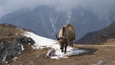A-yak-standing-on-the-edge-of-a-cliff-in-the-Himalaya-highlands-in-Nepal