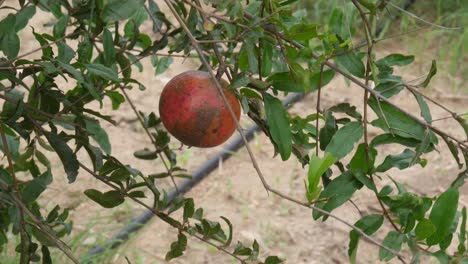 Hanging-Red-Pomegranate-In-Orchard-At-Sindh,-Pakistan
