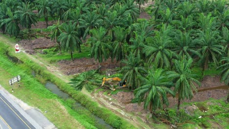 Aerial-view-of-forest-removal-on-the-roadside,-excavator-removing-the-palm-trees-with-birds-foraging-on-the-side,-deforestation-for-palm-oil,-environmental-concerns-and-habitat-loss,-aerial-shot