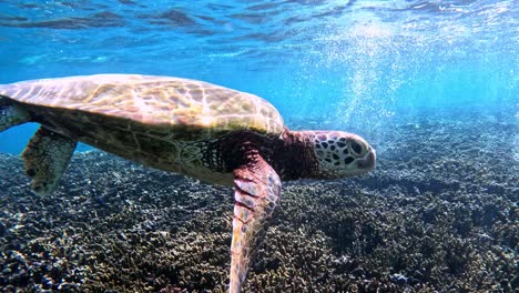 Nahaufnahme-Einer-Meeresschildkröte,-Die-Unter-Dem-Tropischen-Blauen-Meer-Schwimmt---Unterwasser,-Vorderansicht