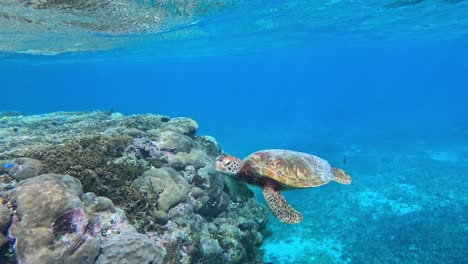 Eine-Grüne-Meeresschildkröte,-Die-Im-Tropischen-Blauen-Meer-Schwimmt