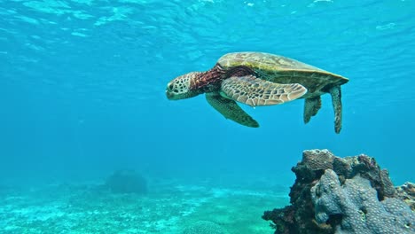 Nahaufnahme-Einer-Grünen-Meeresschildkröte,-Die-Mitten-Im-Tropischen-Blauen-Meer-Schwimmt